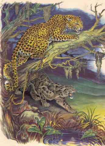 painting of leopards from JUNGLE ANIMALS (1945)